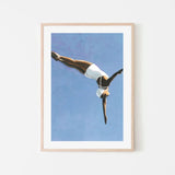 Criss Cross Diver, By Sarah Morrissette Wall Art Gioia-Local 40x60cm Framed Poster Black