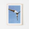 Criss Cross Diver, By Sarah Morrissette Wall Art Gioia-Local 40x60cm Framed Poster Black