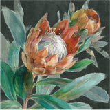 Deep Tropical Protea Crop, By Danhui Nai Wall Art Gioia-Local Gold Framed Canvas 50x50cm
