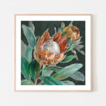Deep Tropical Protea Crop, By Danhui Nai Wall Art Gioia-Local Black Framed Poster 50x50cm