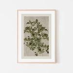 Nature's Sketch, Style B, By Cartissi Wall Art Gioia-Local 40x60cm Framed Poster Black