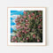 Our Adventure Begins - Bottle Brush Flowers, By Hsin Lin Wall Art Gioia-Local Black Framed Poster 50x50cm