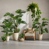 Ex Display - Rogue Monstera Plant - Green