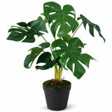 Ex Display - Rogue Monstera Plant - Green