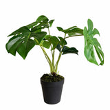 Ex Display - Rogue Monstera Plant - Green