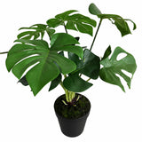 Ex Display - Rogue Monstera Plant - Green