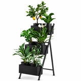 Ex Display - Rogue Monstera Plant - Green