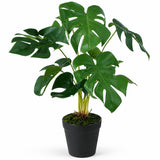 Ex Display - Rogue Monstera Plant - Green