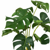 Ex Display - Rogue Monstera Plant - Green
