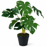 Ex Display - Rogue Monstera Plant - Green