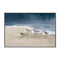 Shorebirds On Sand, By Danhui Nai Wall Art Gioia-Local Black Framed Canvas 60x40cm