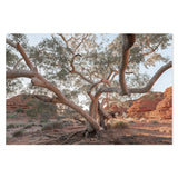 Twisting Gum Tree Wall Art Gioia-Local 40x60cm Framed Canvas Gold