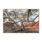Twisting Gum Tree Wall Art Gioia-Local 40x60cm Framed Canvas Oak