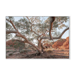 Twisting Gum Tree Wall Art Gioia-Local 40x60cm Framed Canvas White