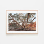 Twisting Gum Tree Wall Art Gioia-Local 40x60cm Framed Poster Black