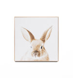Lovable Bunny Framed Canvas Wall Art Print Wall Art Warran-Local   
