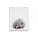 Short Beaked Echidna Framed Canvas Wall Art Print Wall Art Warran-Local   