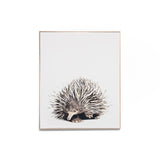 Short Beaked Echidna Framed Canvas Wall Art Print Wall Art Warran-Local   