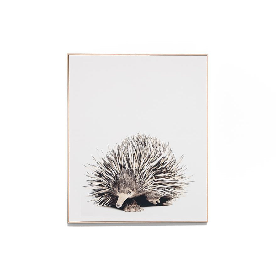 Short Beaked Echidna Framed Canvas Wall Art Print Wall Art Warran-Local   