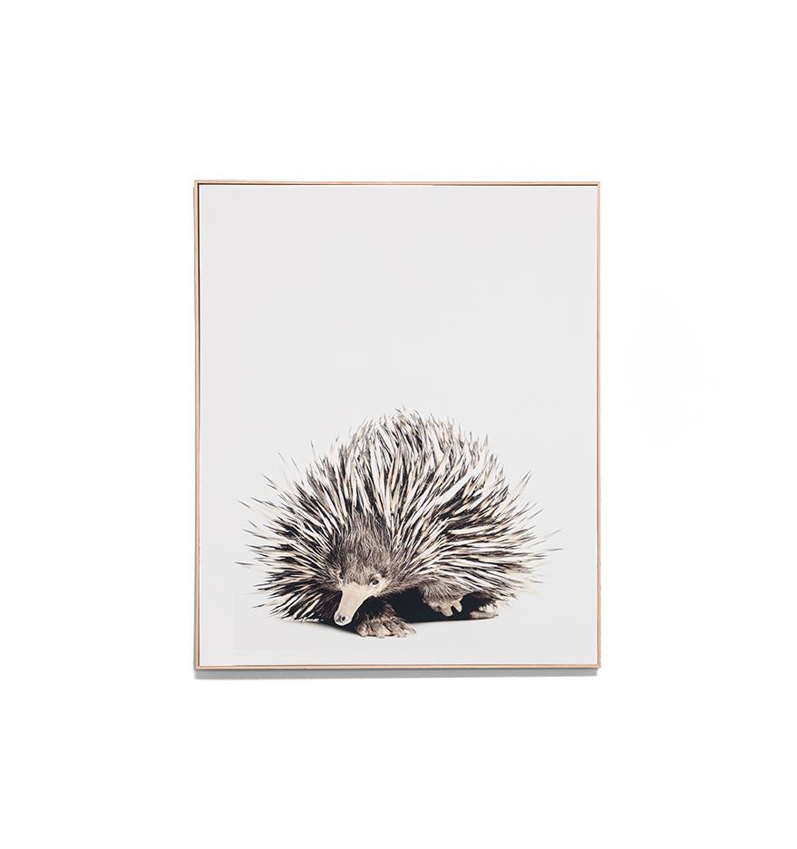 Short Beaked Echidna Framed Canvas Wall Art Print Wall Art Warran-Local   